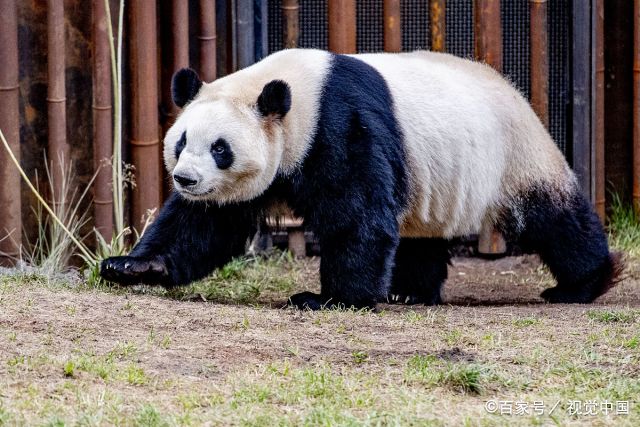 丹麦国宝动物图片